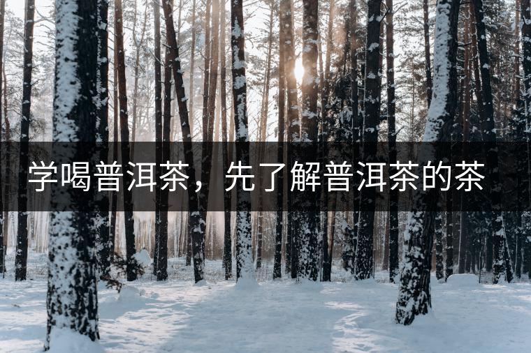 學(xué)喝普洱茶，先了解普洱茶的茶性