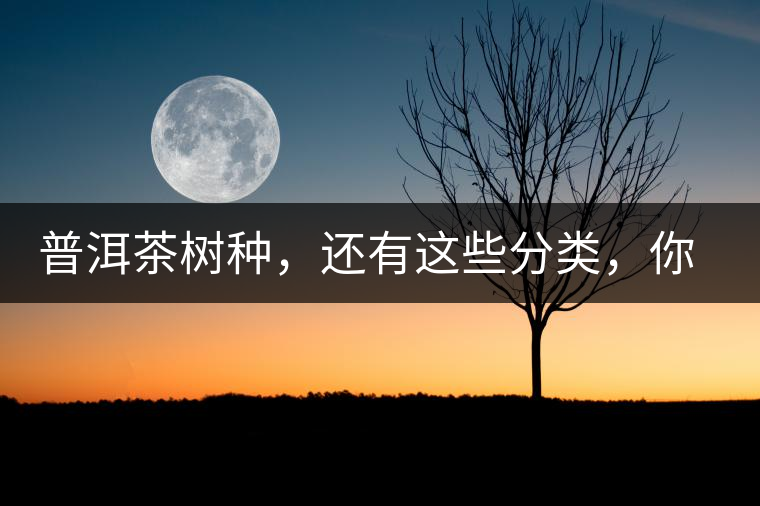 普洱茶樹種，還有這些分類，你造嗎？