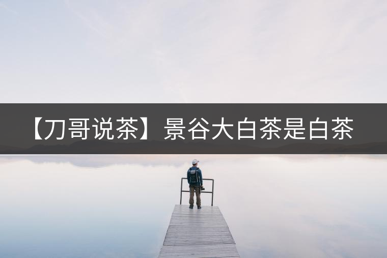 【刀哥說茶】景谷大白茶是白茶還是普洱茶？