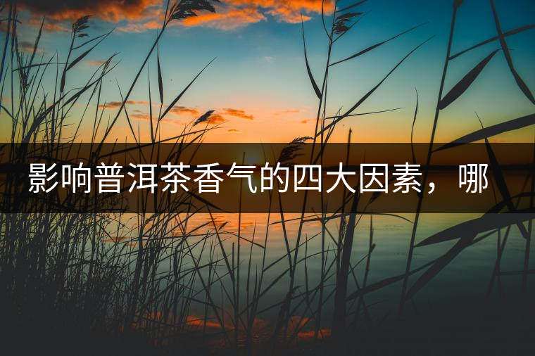 影響普洱茶香氣的四大因素，哪一個(gè)影響最大？