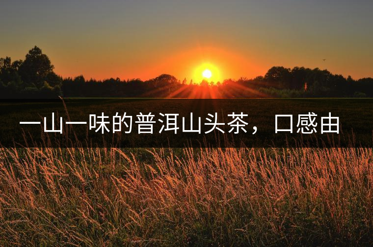一山一味的普洱山頭茶，口感由這些因素決定