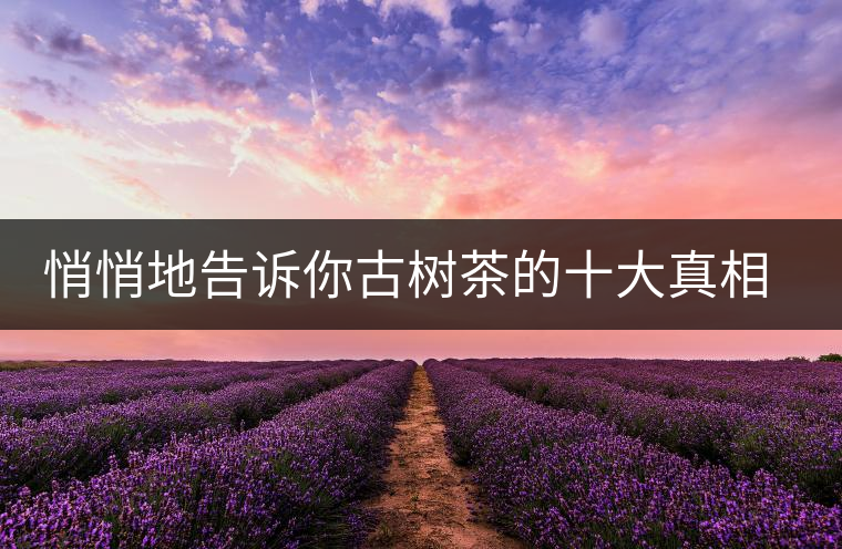 悄悄地告訴你古樹茶的十大真相，就不怕交學(xué)費(fèi)了