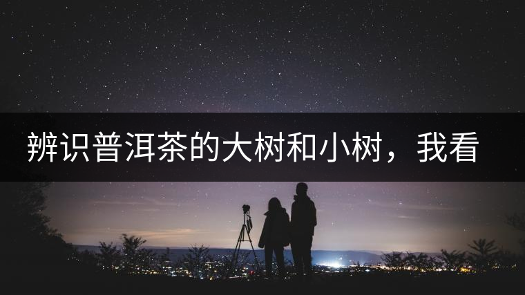 辨識(shí)普洱茶的大樹(shù)和小樹(shù)，我看這篇最靠譜