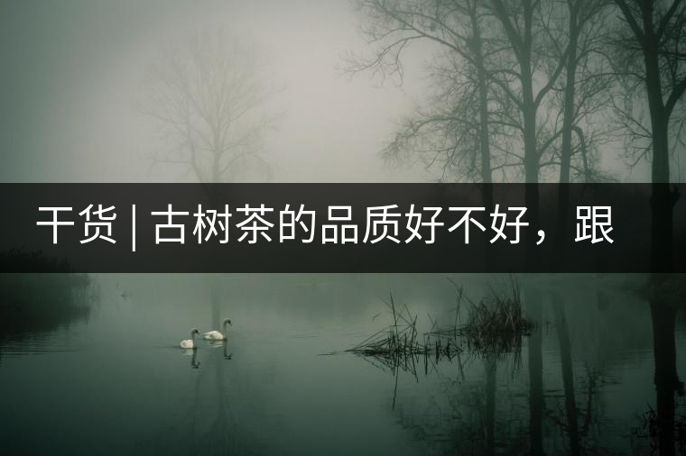 干貨 | 古樹茶的品質(zhì)好不好，跟耐泡度真的有關(guān)聯(lián)嗎？