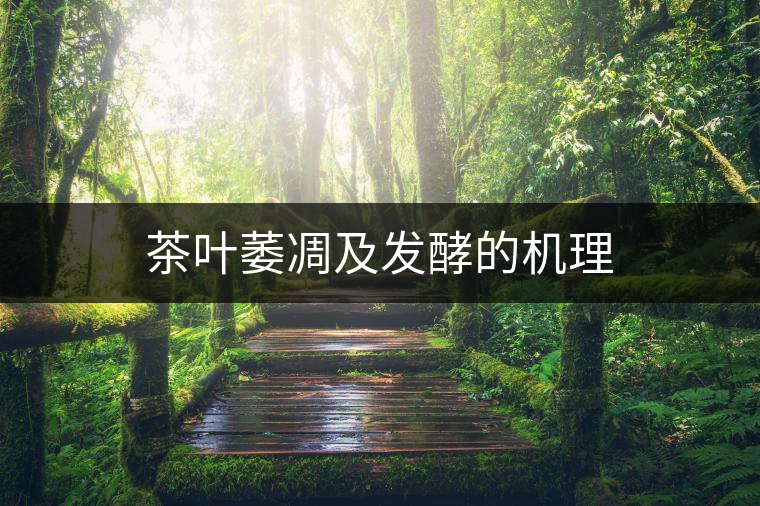 茶葉萎凋及發(fā)酵的機(jī)理