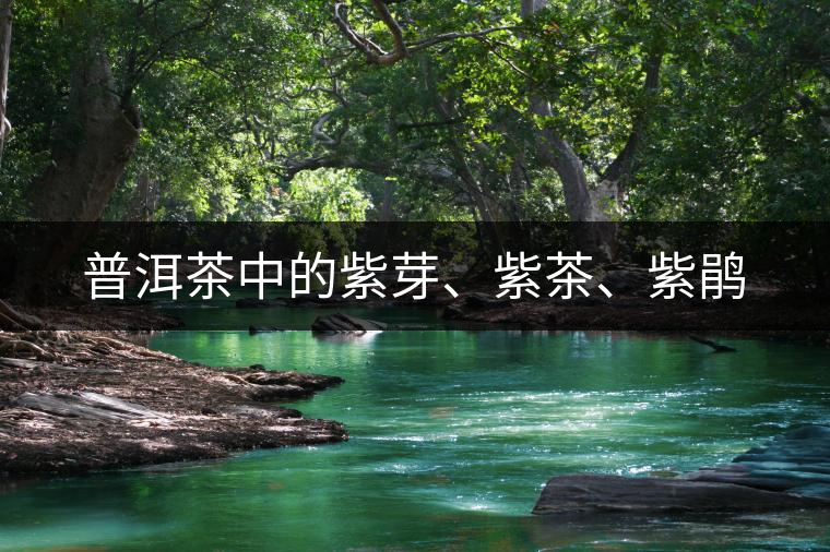普洱茶中的紫芽、紫茶、紫鵑