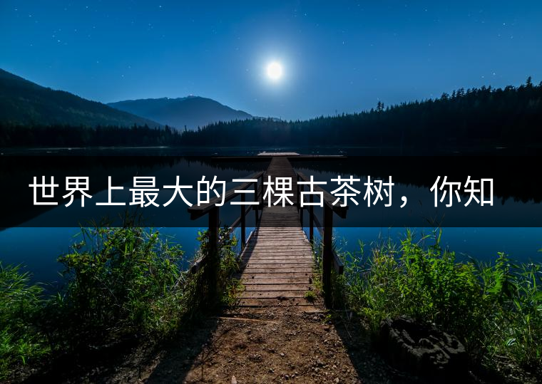 世界上最大的三棵古茶樹(shù)，你知道嗎？
