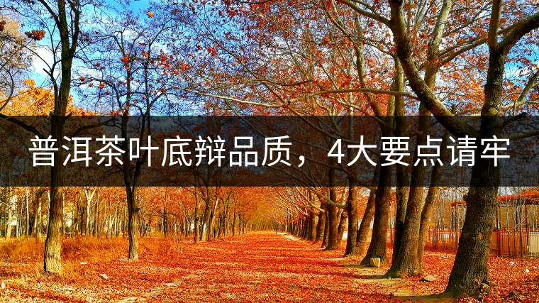 普洱茶葉底辯品質(zhì)，4大要點(diǎn)請(qǐng)牢記！