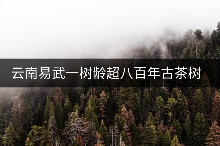 云南易武一樹齡超八百年古茶樹死亡，當(dāng)?shù)卦磕杲M織村民拜謁