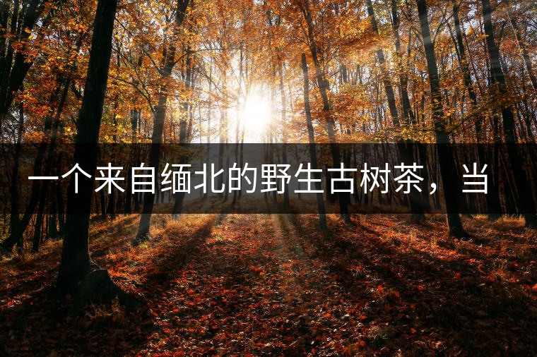 一個(gè)來(lái)自緬北的野生古樹茶,當(dāng)?shù)厝嗣窬尤挥盟娲硕酒贩N植 一個(gè)來(lái)自緬北的野生古樹茶,當(dāng)?shù)厝嗣窬尤挥盟娲硕酒贩N植