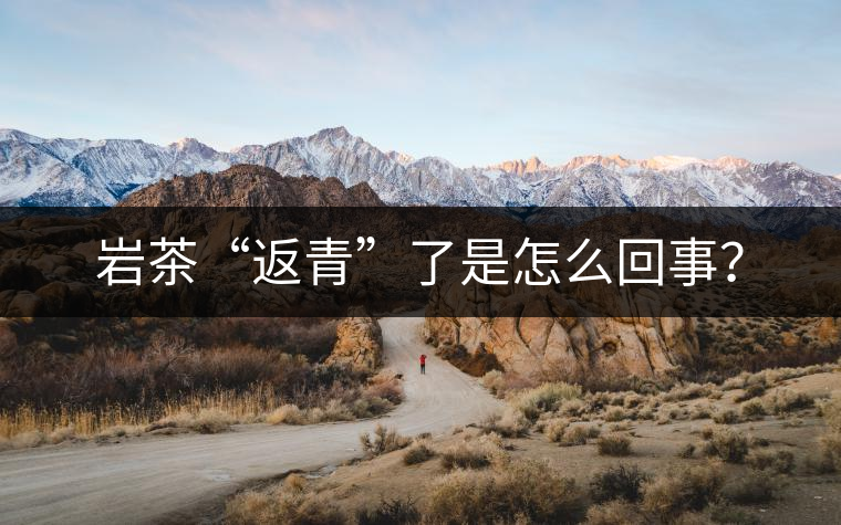巖茶“返青”了是怎么回事？