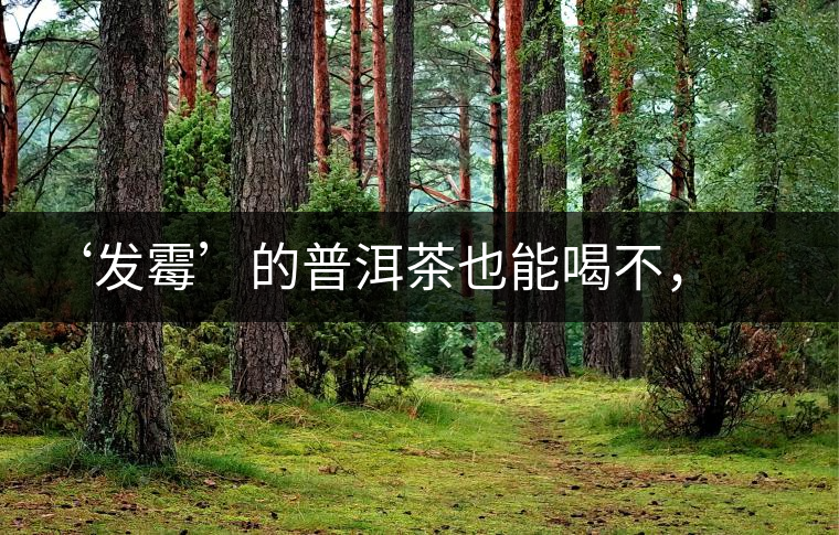 ‘發(fā)霉’的普洱茶也能喝不，看科學解釋