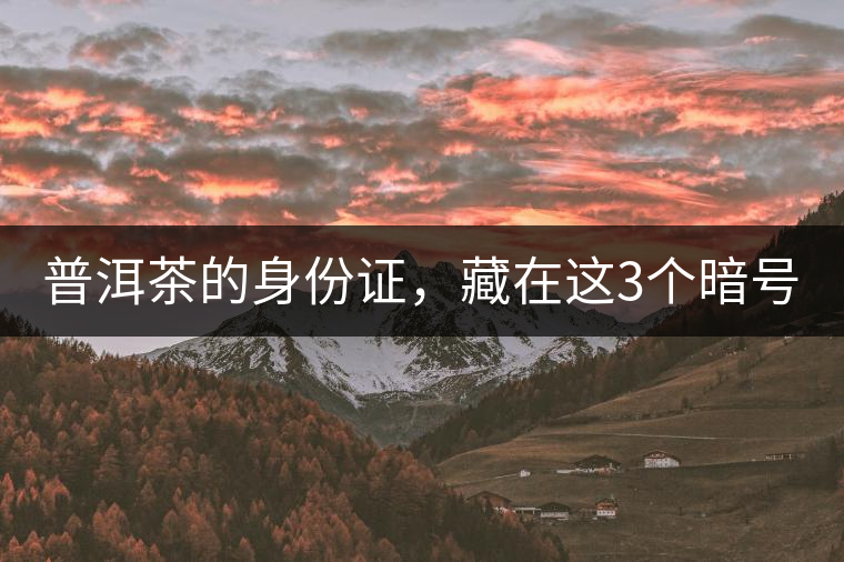 普洱茶的身份證，藏在這3個暗號中