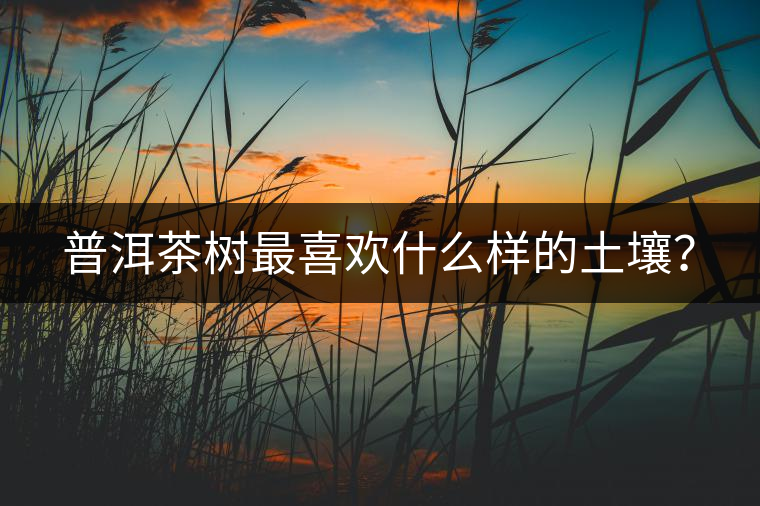 普洱茶樹最喜歡什么樣的土壤？