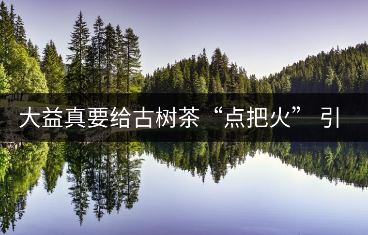 大益真要給古樹茶“點把火” 引火燒身？