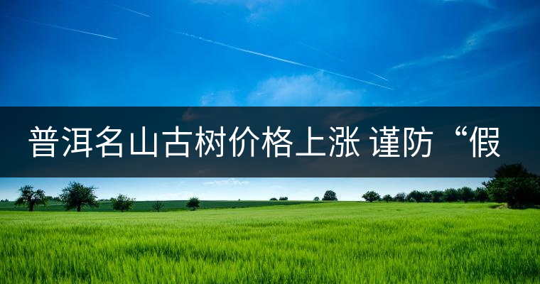 普洱名山古樹價格上漲 謹防“假冒”