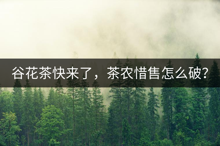 谷花茶快來了，茶農(nóng)惜售怎么破？