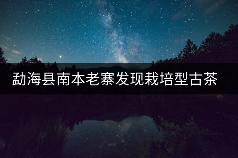 勐?？h南本老寨發(fā)現(xiàn)栽培型古茶樹