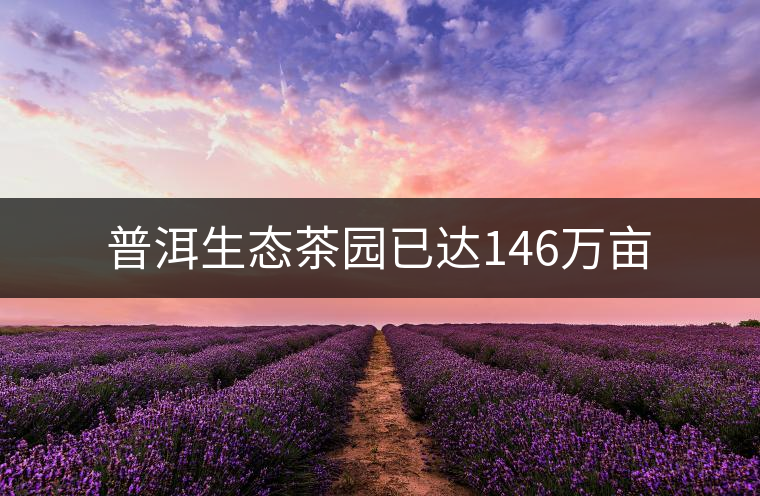 普洱生態(tài)茶園已達146萬畝
