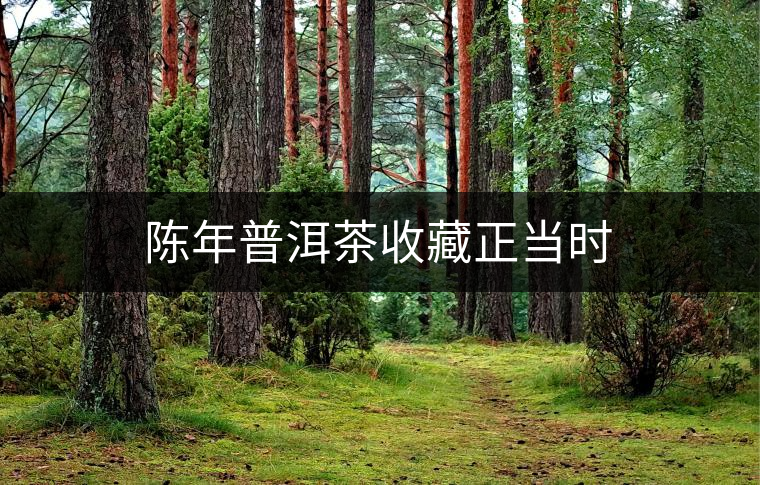 陳年普洱茶收藏正當(dāng)時(shí)