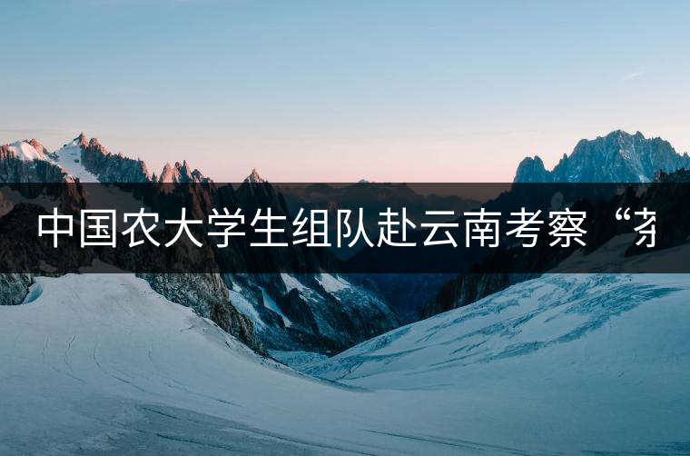 中國(guó)農(nóng)大學(xué)生組隊(duì)赴云南考察“茶馬古道” 調(diào)研茶文化