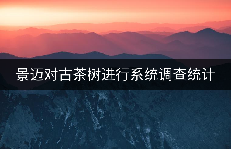 景邁對古茶樹進行系統(tǒng)調(diào)查統(tǒng)計