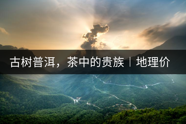 古樹普洱，茶中的貴族︱地理價值是普洱茶的最大資源優(yōu)勢