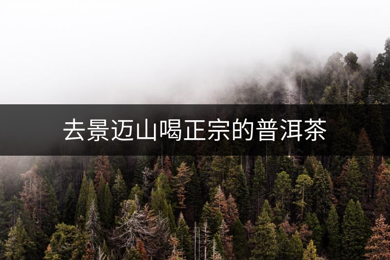 去景邁山喝正宗的普洱茶