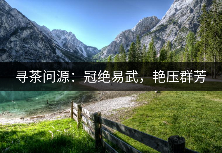尋茶問源：冠絕易武，艷壓群芳