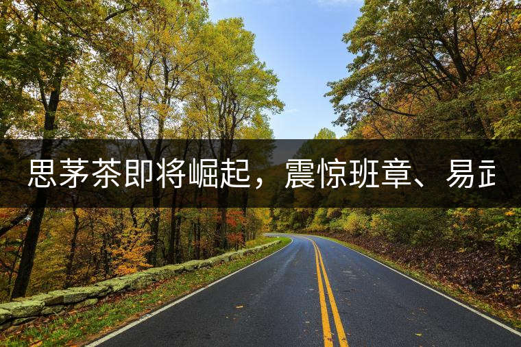 思茅茶即將崛起，震驚班章、易武！