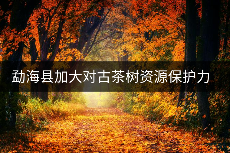 勐?？h加大對(duì)古茶樹資源保護(hù)力度