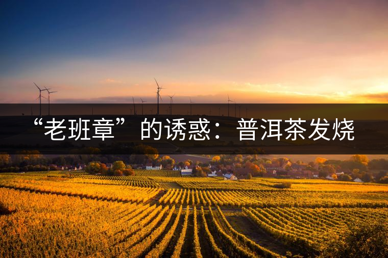 “老班章”的誘惑：普洱茶發(fā)燒友的選擇
