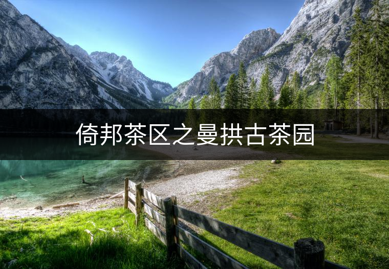 倚邦茶區(qū)之曼拱古茶園