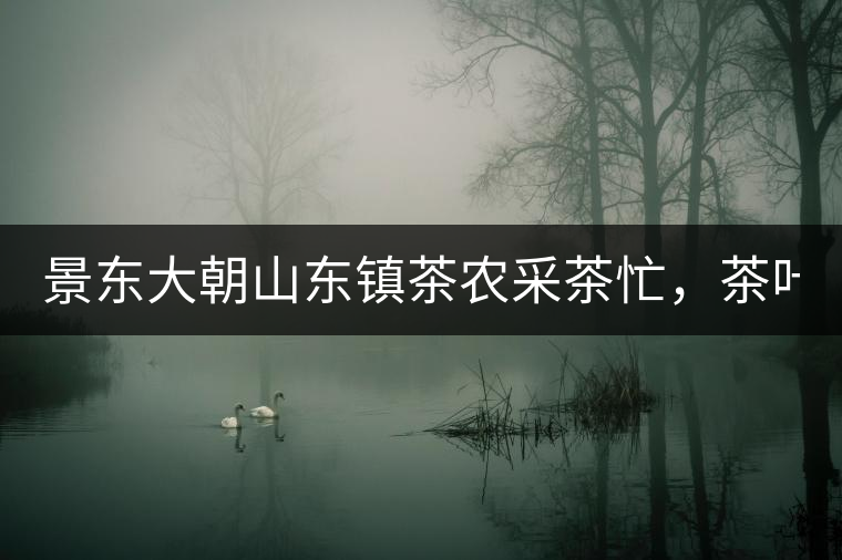 景東大朝山東鎮(zhèn)茶農(nóng)采茶忙，茶葉單項(xiàng)產(chǎn)值全年預(yù)計(jì)會(huì)超過3200萬元