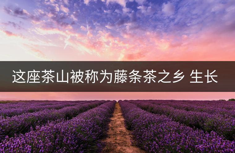 這座茶山被稱為藤條茶之鄉(xiāng) 生長的茶樹堪稱天下一絕 其茶樹形態(tài)之美令人稱奇