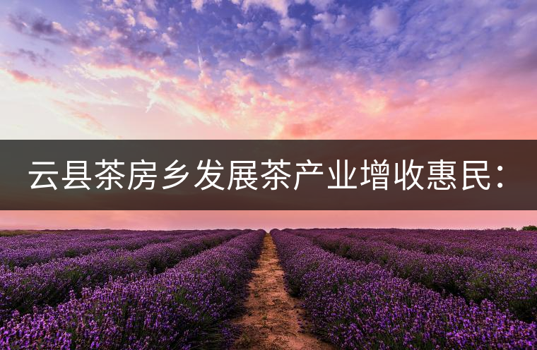 云縣茶房鄉(xiāng)發(fā)展茶產(chǎn)業(yè)增收惠民：2017春茶價格一路走高