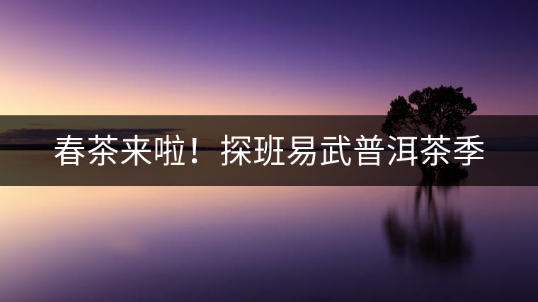 春茶來啦！探班易武普洱茶季