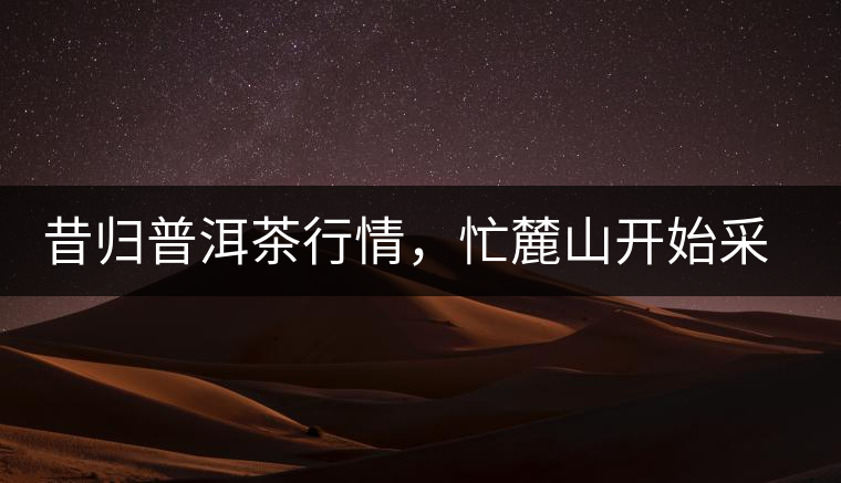 昔歸普洱茶行情，忙麓山開(kāi)始采制春茶