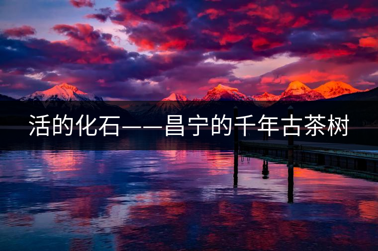 活的化石——昌寧的千年古茶樹