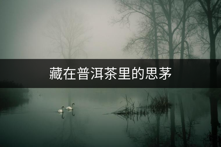 藏在普洱茶里的思茅