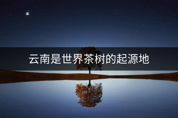 云南是世界茶樹(shù)的起源地 云南是世界茶樹(shù)的起源地