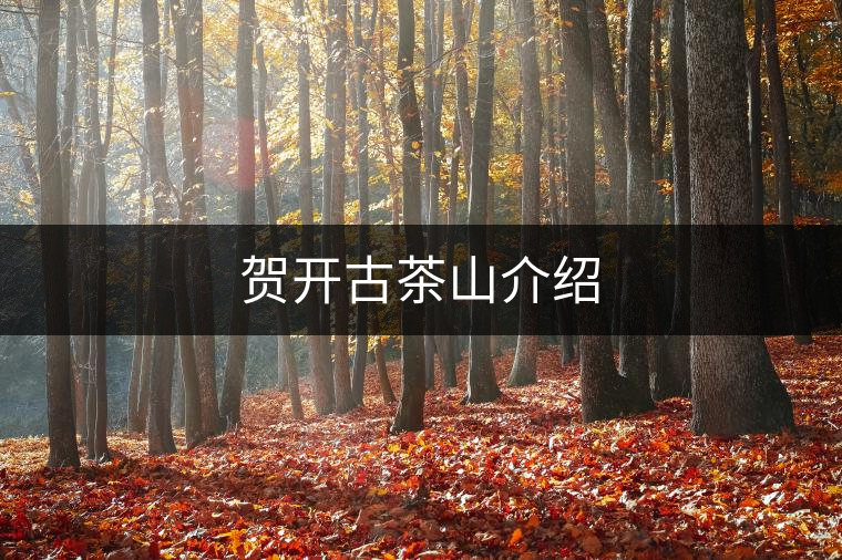 賀開古茶山介紹