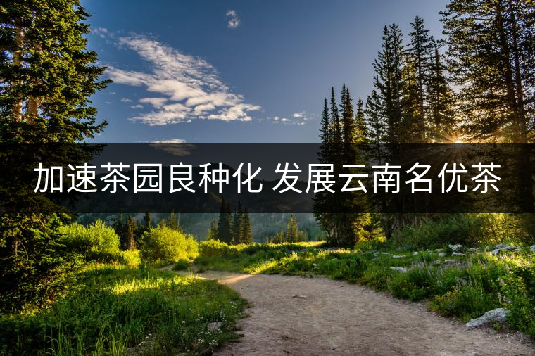 加速茶園良種化 發(fā)展云南名優(yōu)茶