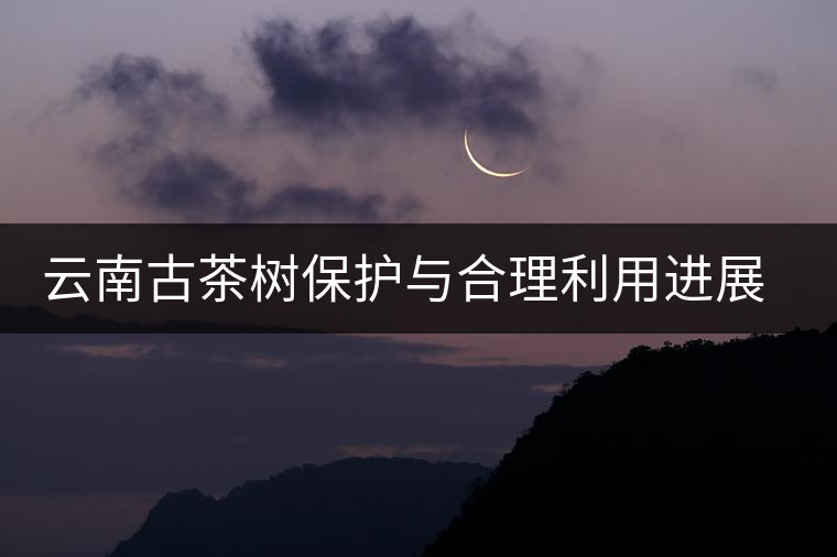 云南古茶樹保護與合理利用進展順利