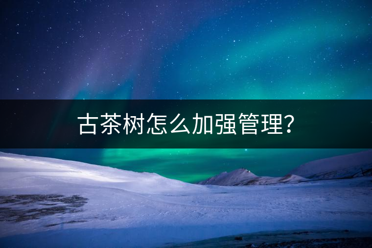 古茶樹怎么加強管理？
