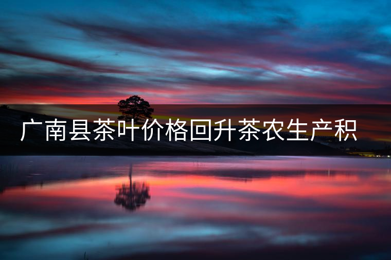 廣南縣茶葉價格回升茶農(nóng)生產(chǎn)積極性提高