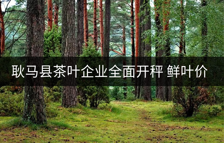 耿馬縣茶葉企業(yè)全面開秤 鮮葉價(jià)格上漲 耿馬縣茶葉企業(yè)全面開秤 鮮葉價(jià)格上漲