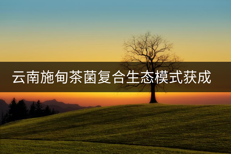 云南施甸茶菌復(fù)合生態(tài)模式獲成功