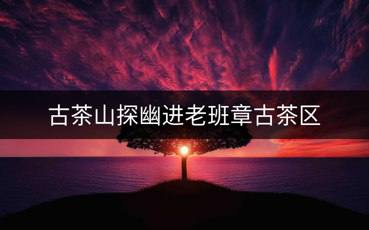 古茶山探幽進老班章古茶區(qū)