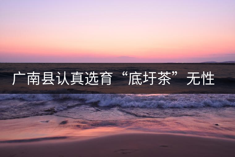 廣南縣認真選育“底圩茶”無性系良種